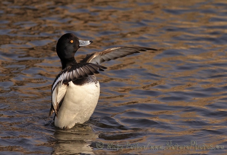 WildLife Photos of Birds, Geese, Ducks & others, Tufted Duck, Aythya fuligula